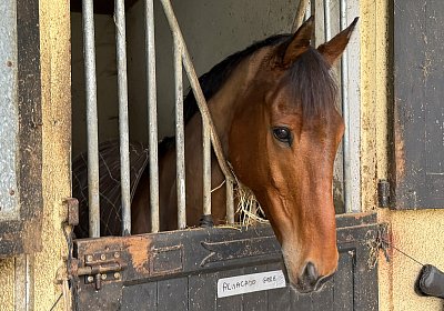 IMG 4252 Almacado Gree