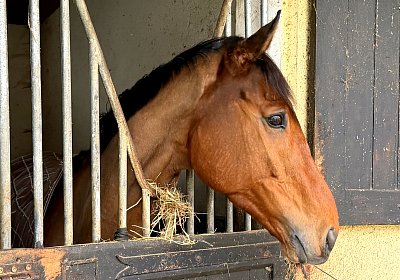 Deauville, 16.01.2026