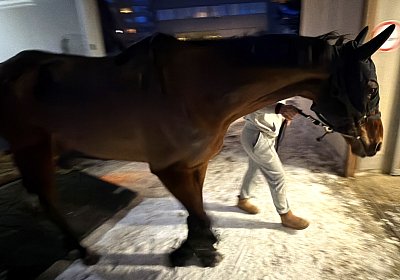 IMG 5240 Almacado Gree