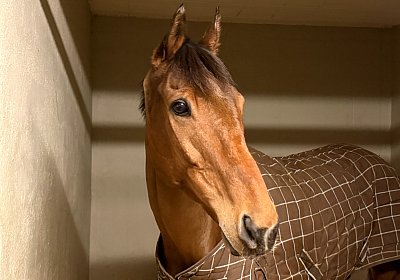 IMG 5274 Almacado Gree