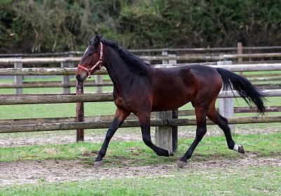 9N1A5005 Its Showtime