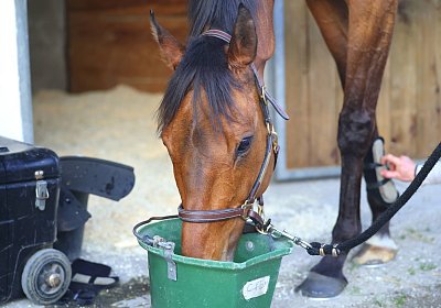 Strassburg 2026 04 18 9N1A4656 Almi