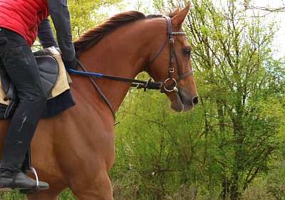 Landihof 2026 04 19 9N1A4872 Krakan