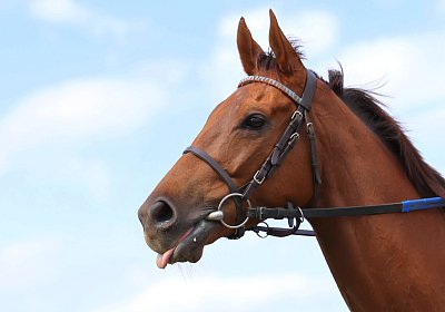 Landihof 2026 04 19 9N1A5074 Krakan