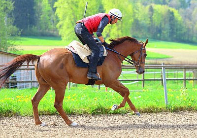 Landihof 2026 04 19 9N1A5149 Krakan