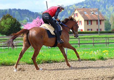 Landihof 2026 04 19 9N1A5160 Krakan