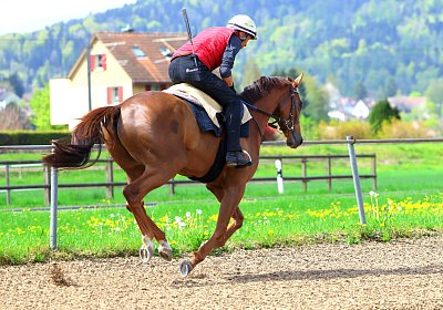 Landihof 2026 04 19 9N1A5164 Krakan