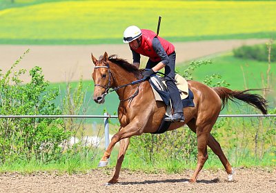 Landihof 2026 04 19 9N1A5470 Krakan