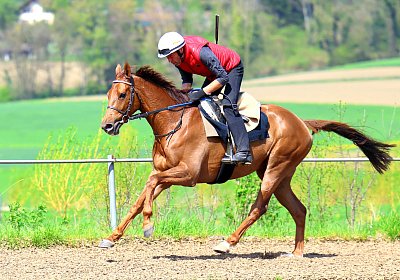 Landihof 2026 04 19 9N1A5483 Krakan