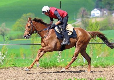 Landihof 2026 04 19 9N1A5490 Krakan