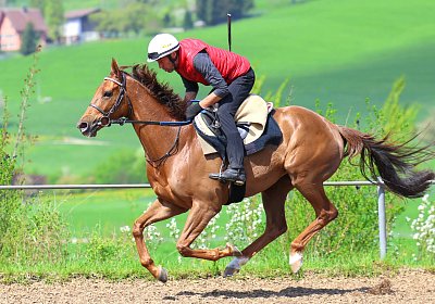 Landihof 2026 04 19 9N1A5495 Krakan