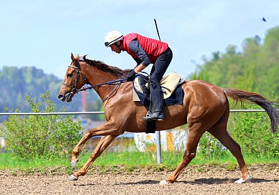 Landihof 2026 04 19 9N1A5511 Krakan