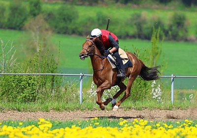 Landihof 2026 04 19 9N1A5569 Krakan