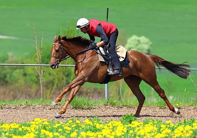 Landihof 2026 04 19 9N1A5617 Krakan