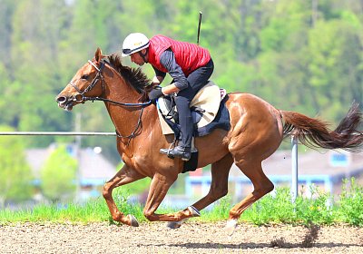 Landihof 2026 04 19 9N1A5634 Krakan