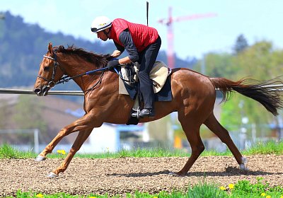 Landihof 2026 04 19 9N1A5643 Krakan