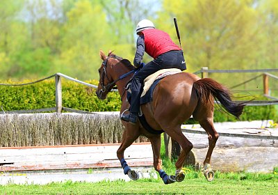 Landihof 2026 04 19 9N1A6118 Krakan