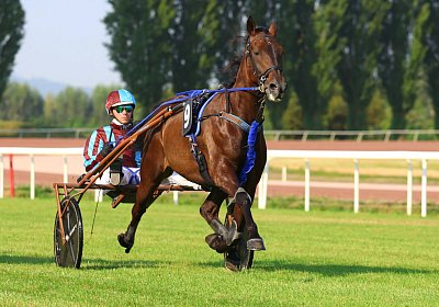 Avenches 2026 07 30 9N1A1467 Harper