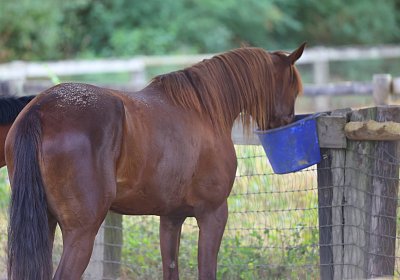 Peterhof 2026 07 31 9N1A2620 Miracle