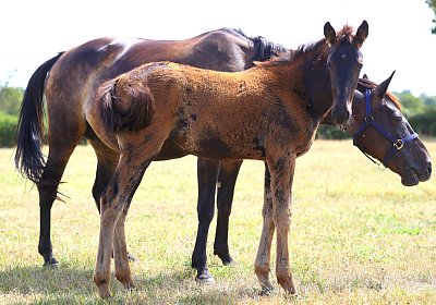 Fligny 2026 08 01 9N1A4404 Quick Lady Canone