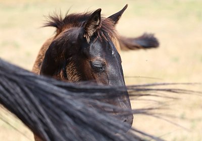 Fligny 2026 08 01 9N1A4579 Quick Lady