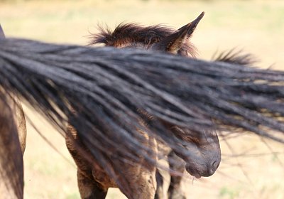 Fligny 2026 08 01 9N1A4581 Quick Lady