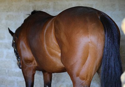 Fontainebleau 2026 03 17 9N1A7141 Beau Gars