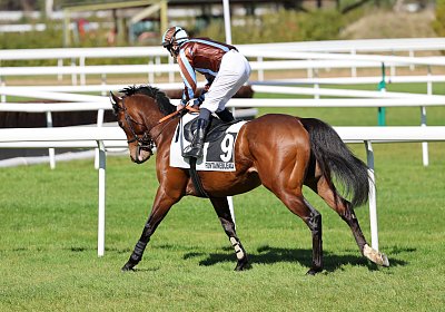 Fontainebleau 2026 03 17 9N1A7372 Beau Gars