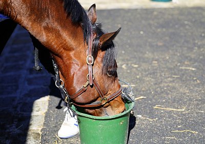 Fontainebleau 2026 03 17 9N1A7672 Beau Gars