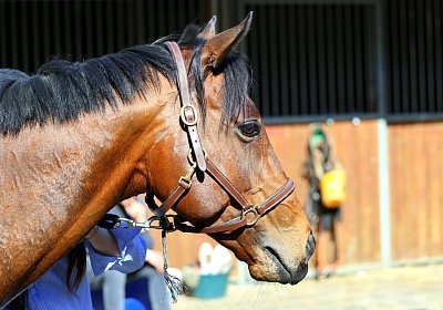 Fontainebleau 2026 03 17 9N1A7677 Beau Gars