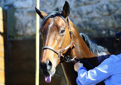 Fontainebleau 2026 03 17 9N1A7701 Beau Gars