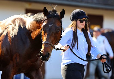 Fontainebleau 2026 03 17 9N1A7748 Beau Gars