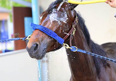 Rambouillet 2026 04 12 9N1A3844 Mayumi