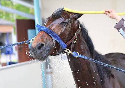 Rambouillet 2026 04 12 9N1A3850 Mayumi