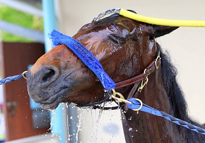 Rambouillet 2026 04 12 9N1A3853 Mayumi