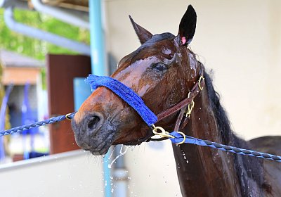 Rambouillet 2026 04 12 9N1A3893 Mayumi