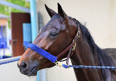 Rambouillet 2026 04 12 9N1A3937 Mayumi