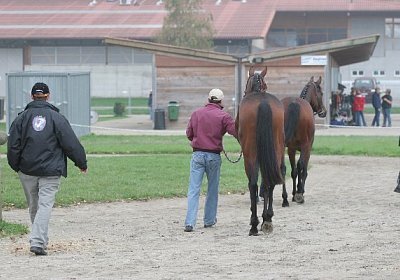 Auf dem Weg zur Boxe