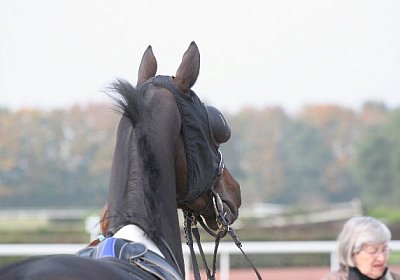 Zaubermaus mit Blick nach irgendwo