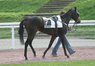 Zaubermaus ganz cool