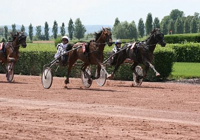IMG 8816 600x400.jpg