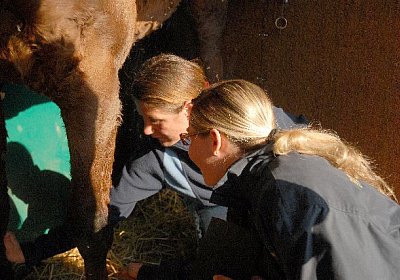 Einem gekauften Traber, schaut man auf die Beine...